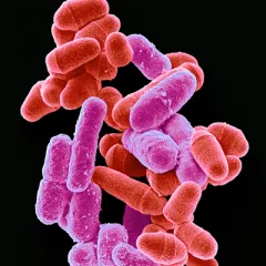 yeast